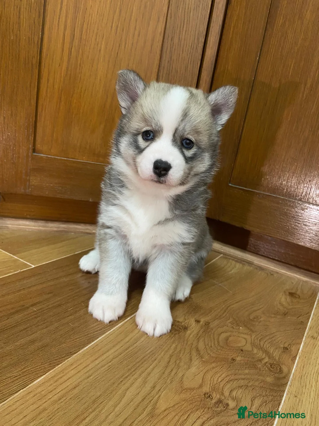 Pomsky dogs for sale: Stunning Blue Eyed F4 Pomsky Puppies in Widnes - Advert 2
