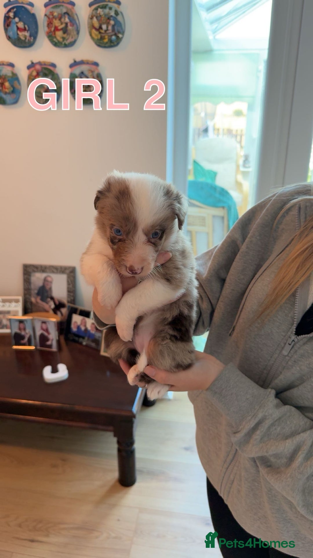 Border Collie dogs for sale: BEAUTIFUL BORDER COLLIE PUPPIES - Image 4