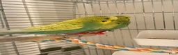 Budgerigars birds for sale: BABY BUDGIES FOR SALE  - Advert 7