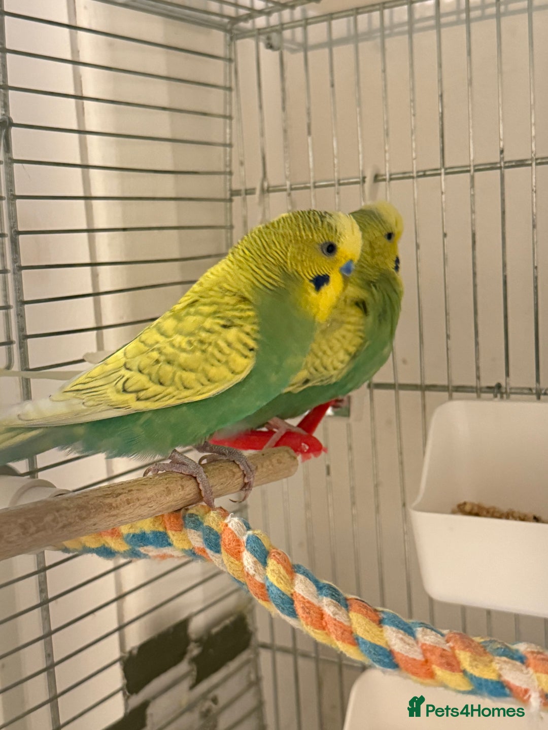 Budgerigars birds for sale: BABY BUDGIES FOR SALE  - Advert 7
