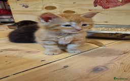 Maine Coon cats for sale: Beautiful Mainecoon X  9 kittens  - Image 22