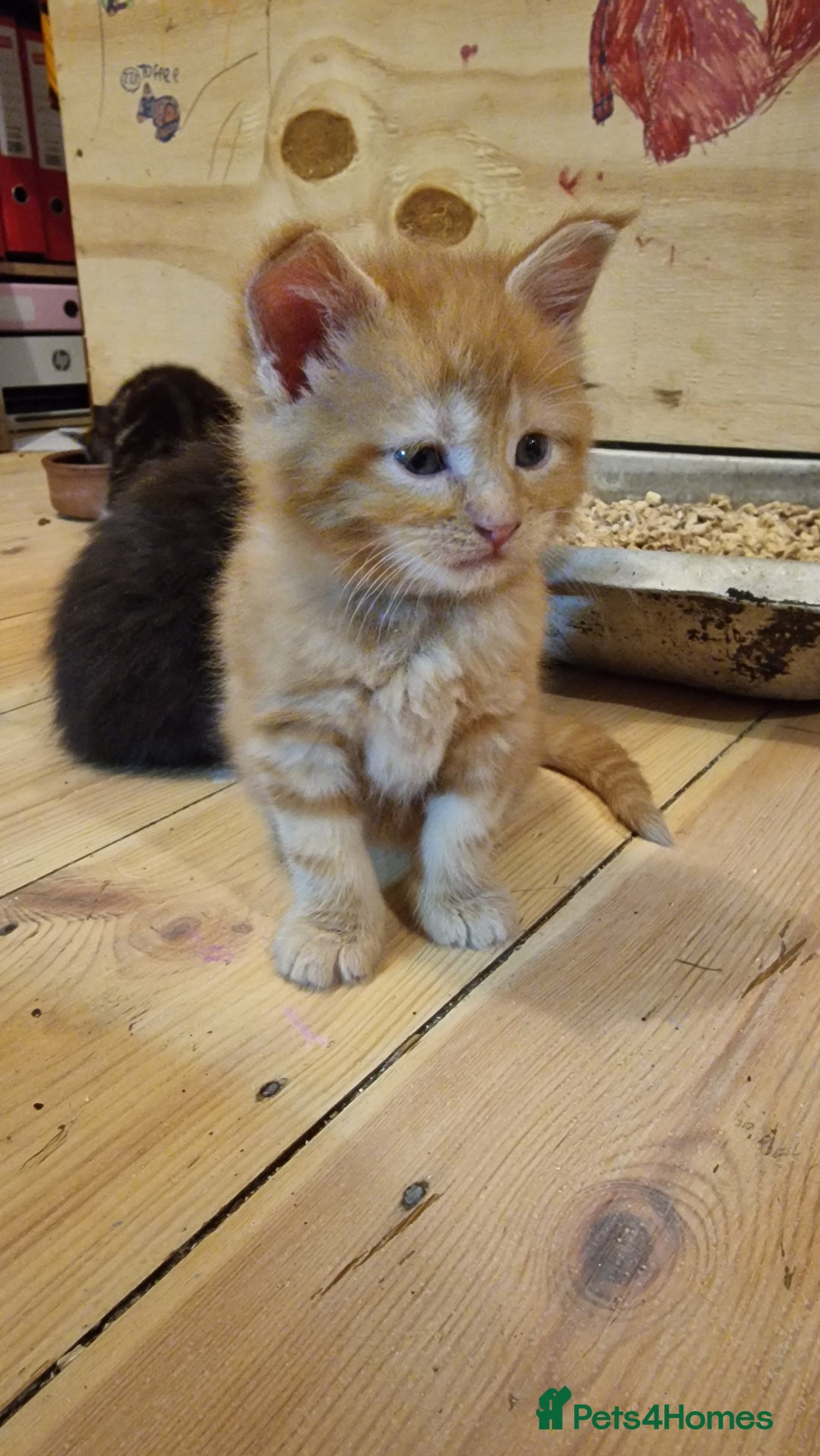 Maine Coon cats for sale: Beautiful Mainecoon X  9 kittens  - Image 22