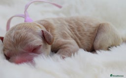 Cavapoo dogs for sale: Extensively health tested F1b curly Cavapoos  - Image 6
