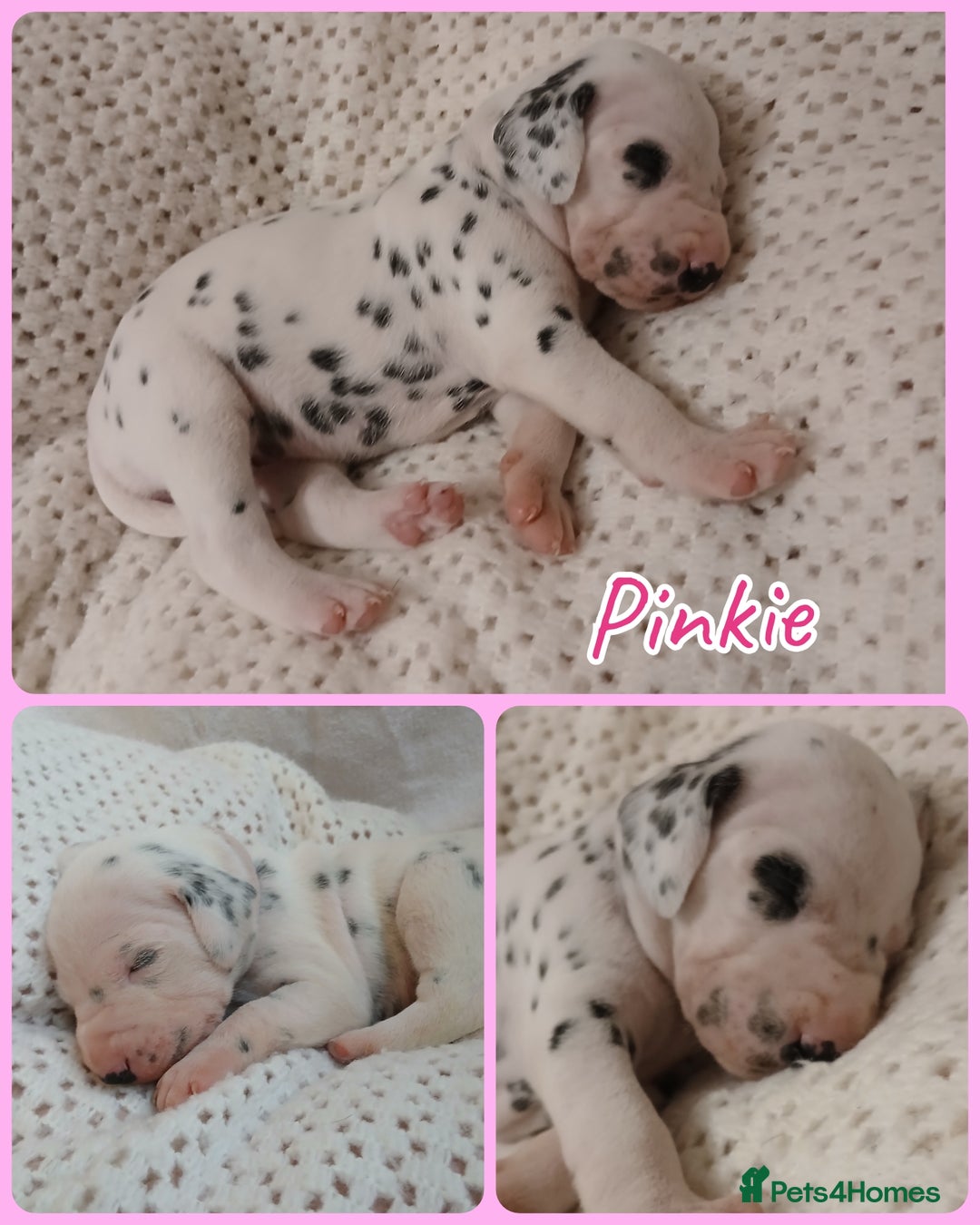Dalmatian dogs for sale: Pedigree Dalmatian Puppies - Image 6