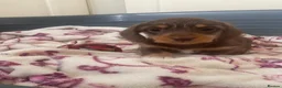 Dachshund dogs for sale: 5 lovely dachshund pups - Advert 21