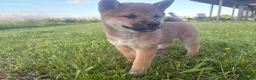 Japanese Shiba Inu dogs for sale: 3 beautiful Shiba puppies  - Advert 2