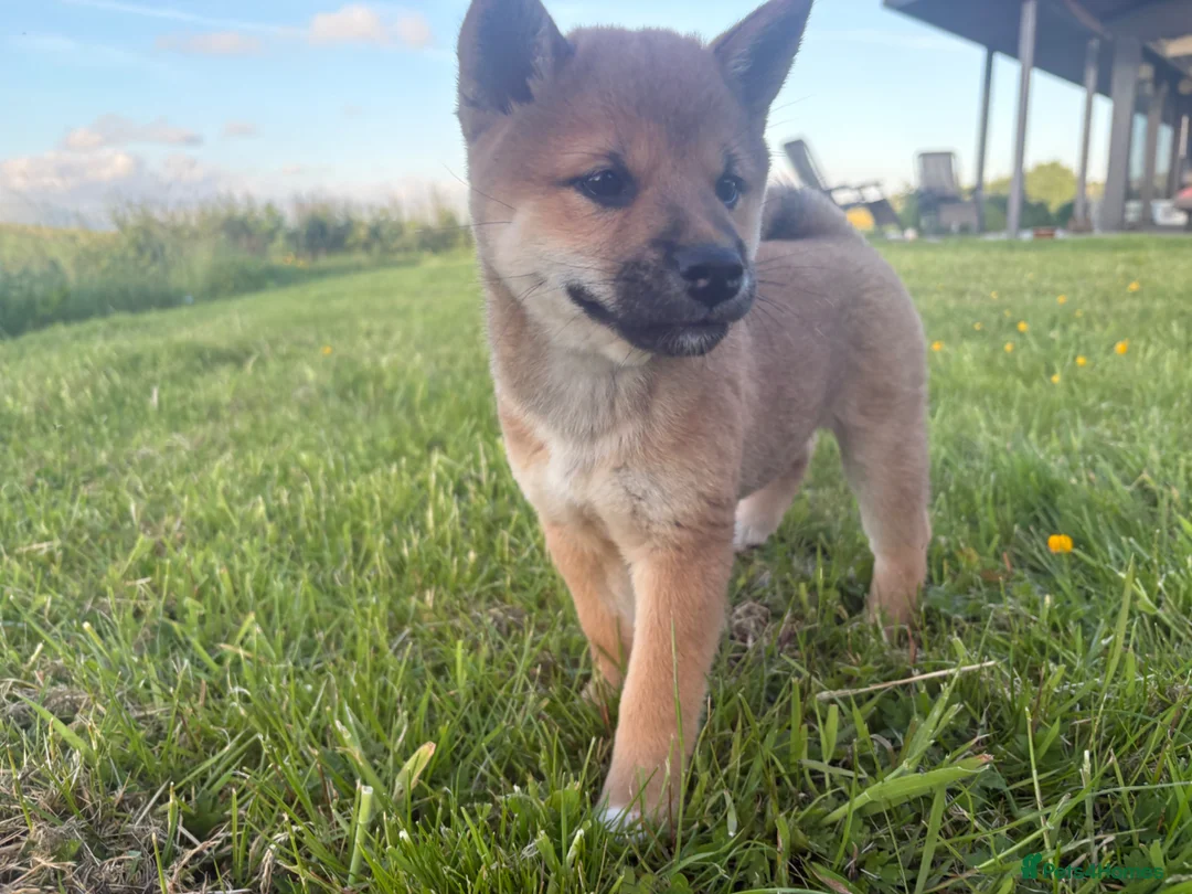Japanese Shiba Inu dogs for sale: 3 beautiful Shiba puppies  - Advert 2