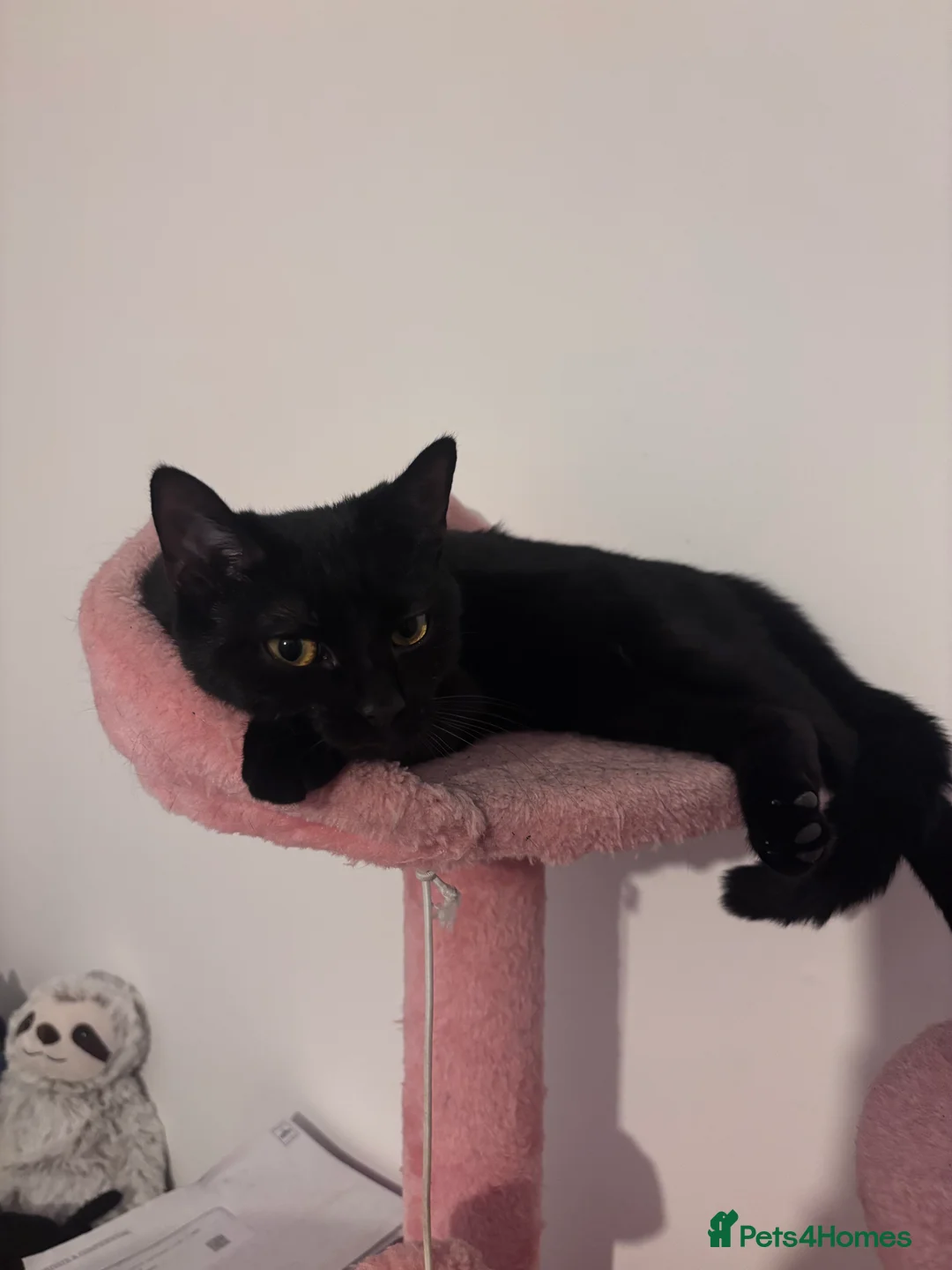 Mixed Breed cats for sale: 8 month old female cat to rehome  - Advert 2