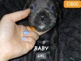 Cane Corso Puppy 3