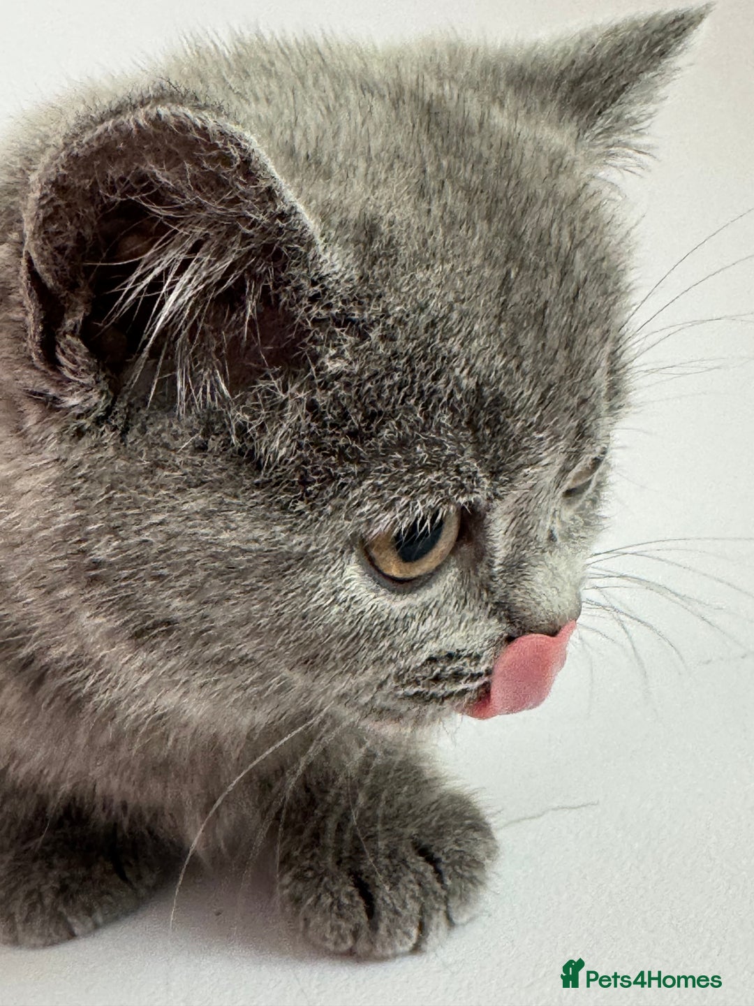 British Longhair cats for sale: Lovely kittens - Advert 7