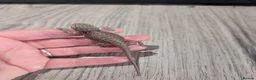 Bearded Dragon reptiles for sale: Baby bearded dragons  - Advert 13