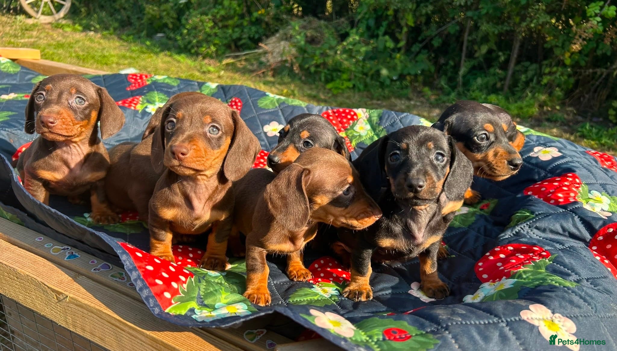Miniature Dachshund dogs Miniature Dachshund Pups ready to leave 🐶  - Advert 7