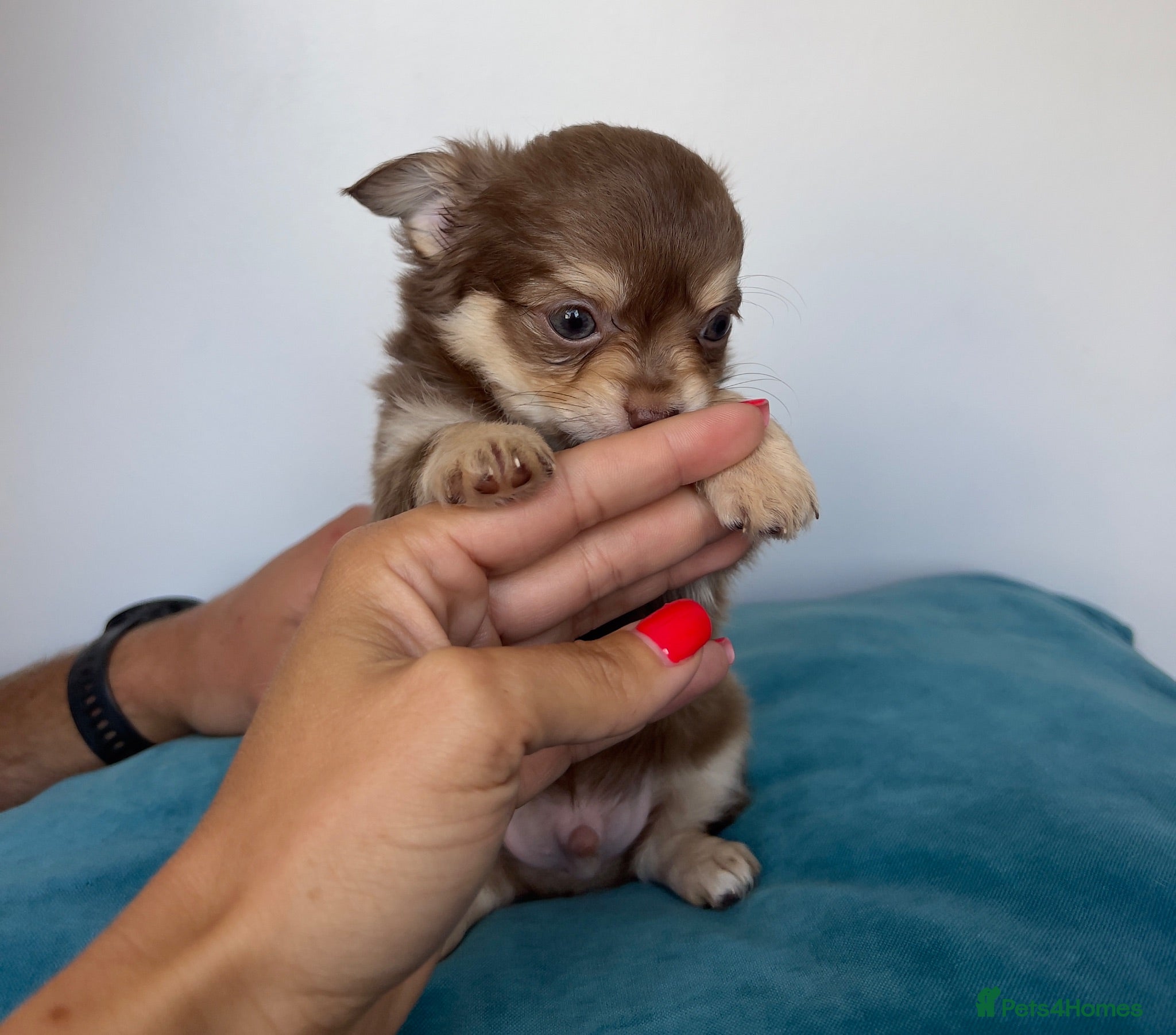 Chihuahua dogs Chihuahua Puppies / one left - Advert 12