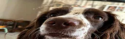 English Springer Spaniel dogs for stud: BEAUTIFUL BOY FOR STUD IN BLACKPOOL - Advert 7