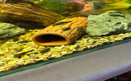 Plecos fish for sale: Juvenile Bristlenose Plecos  - Image 6