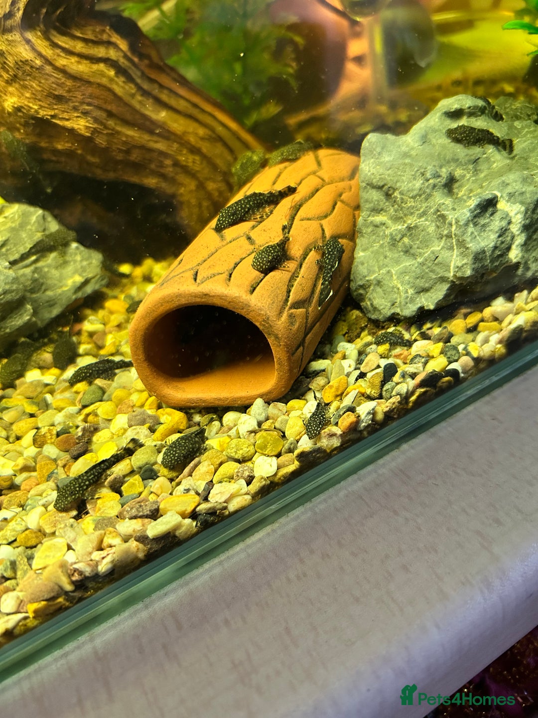 Plecos fish for sale: Juvenile Bristlenose Plecos  - Image 6