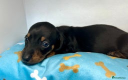 Miniature Dachshund dogs for sale: Miniature Dachshund - 1 Black and tan girl left - Image 31
