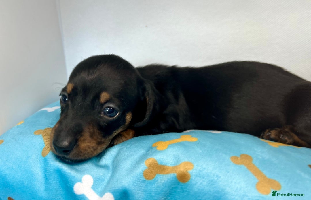 Miniature Dachshund dogs for sale: Miniature Dachshund - 1 Black and tan girl left - Image 31