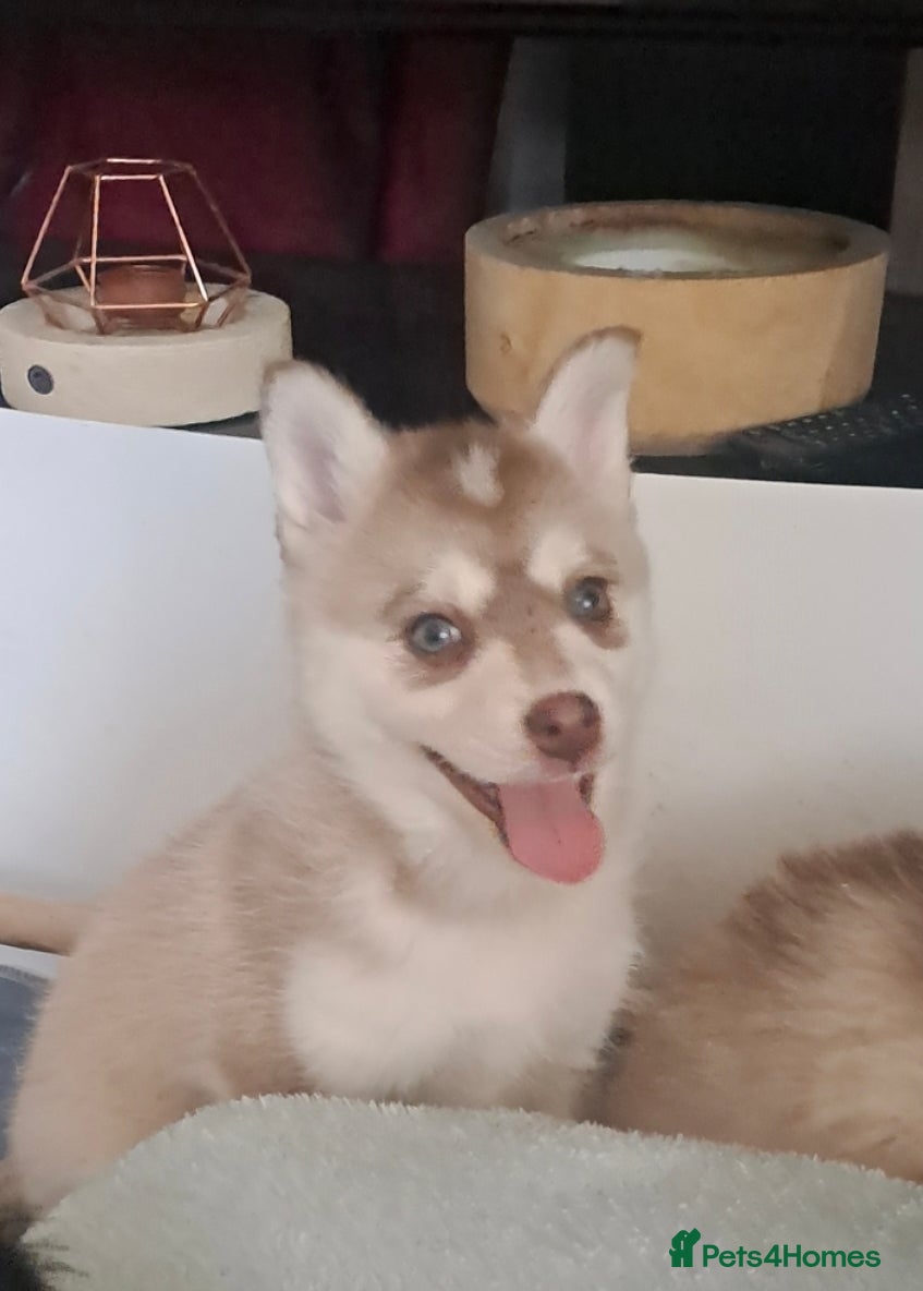 Pomsky dogs ❤️1 girl left Reduced F4 generation Toy sized - Advert 2