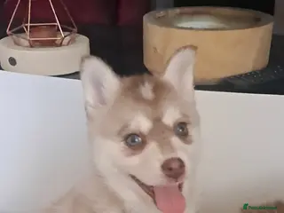 Pomsky dogs ❤️1 girl left Reduced F4 generation Toy sized - Advert 2