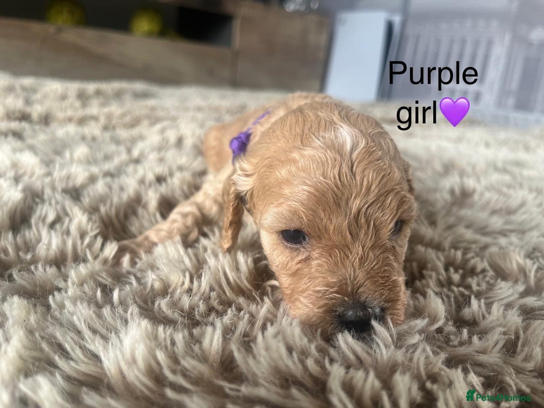 Cockapoo dogs for sale: ⭐️F1B cockapoo puppies⭐️ - Image 5