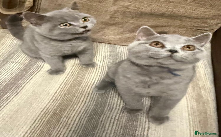 British Shorthair cats - Advert 11