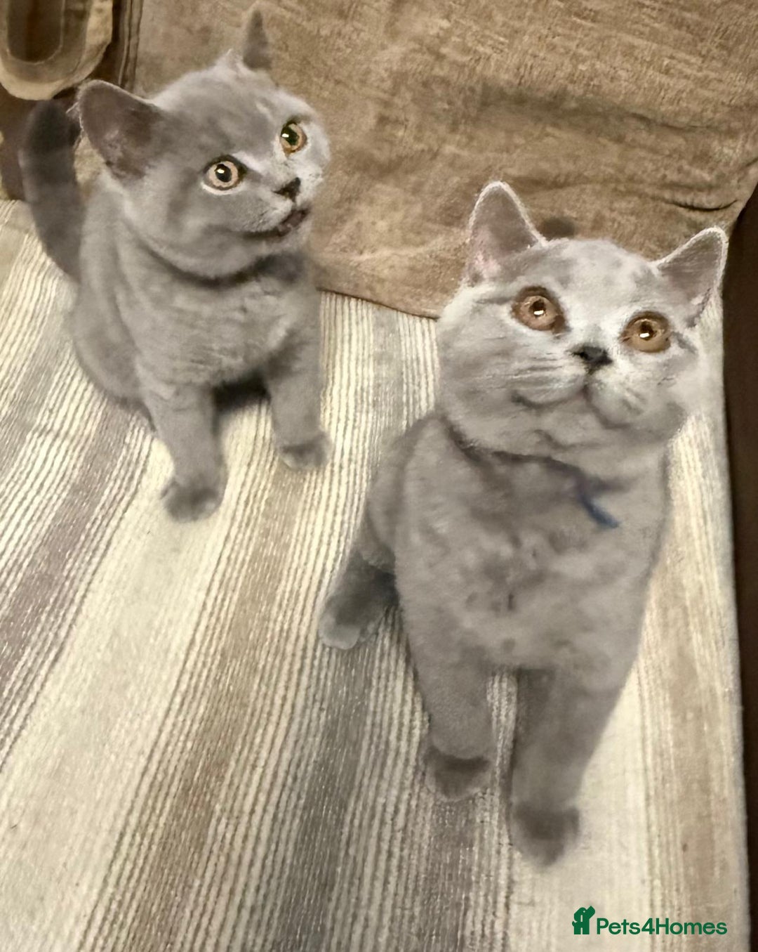 British Shorthair cats for sale: 2 Blue british shorthair for sale - Image 1