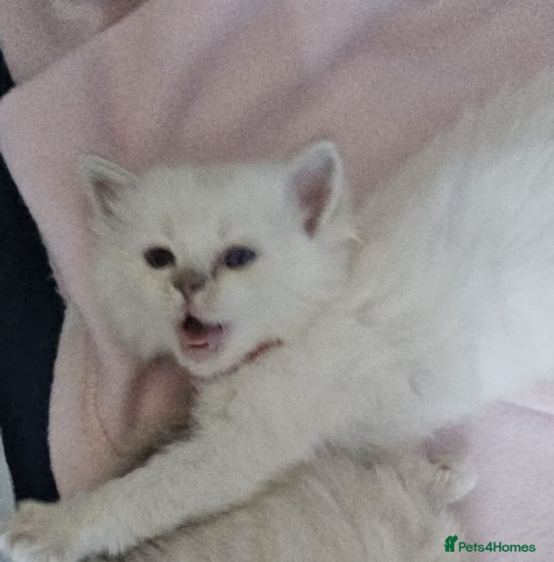 Ragdoll cats for sale: Lilac lynx ragdoll so special - Image 11
