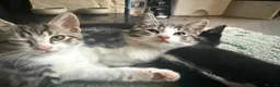 Mixed Breed cats for sale: 4 boy kittens  - Advert 9
