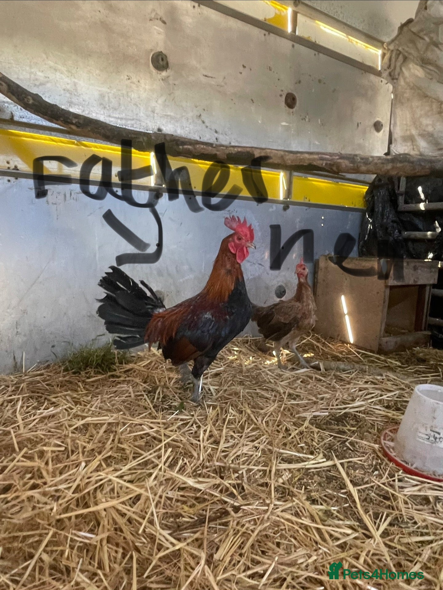 Chickens poultry Old English game breeding pairs - Advert 1