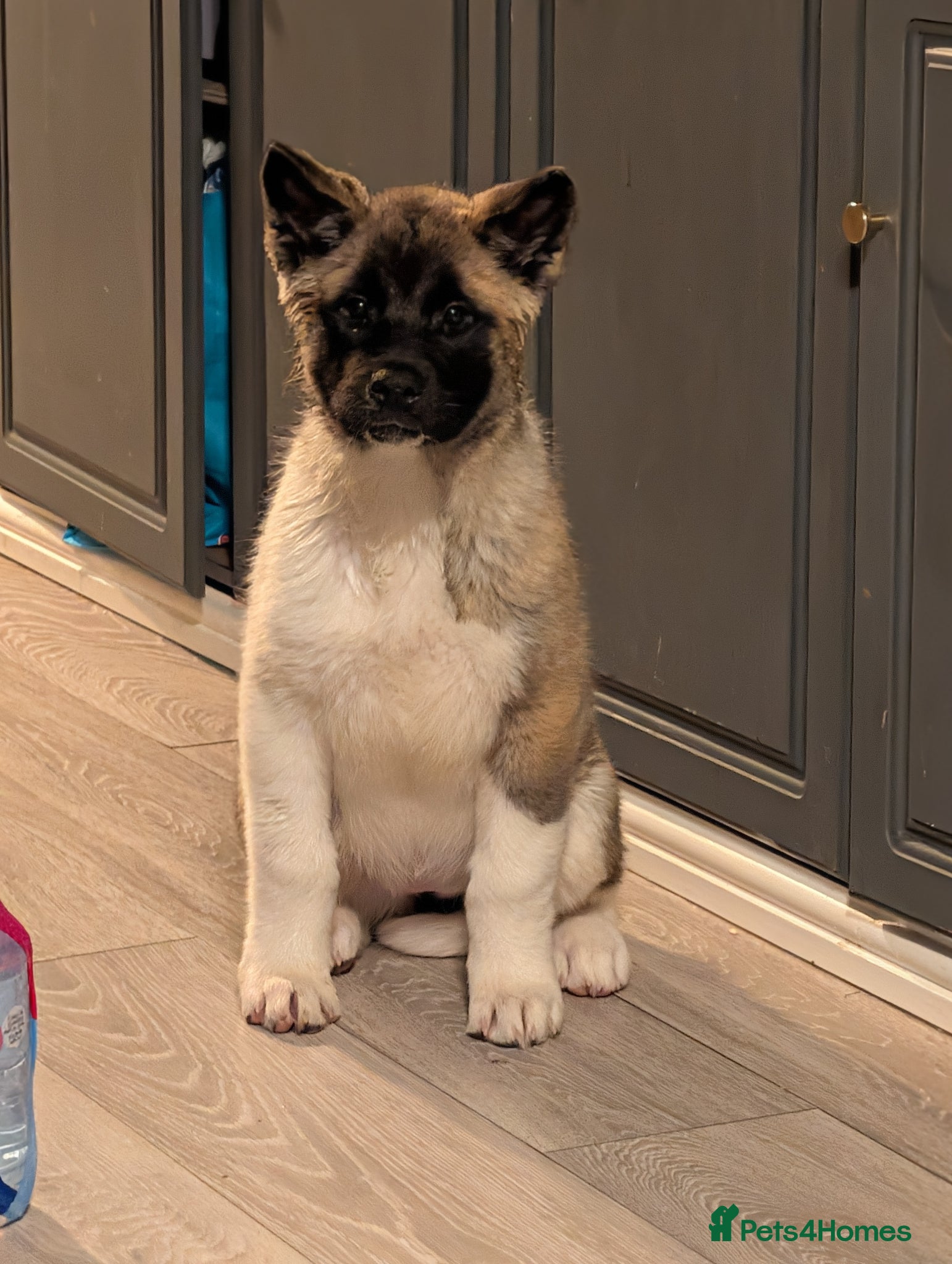 Akita dogs Beautiful Akita Pup - Advert 6