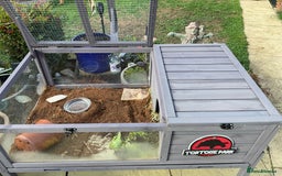 Tortoise reptiles for sale: Horsefield tortoise for sale - Image 9