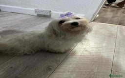 Maltese dogs for sale: Female Maltese  - Image 2