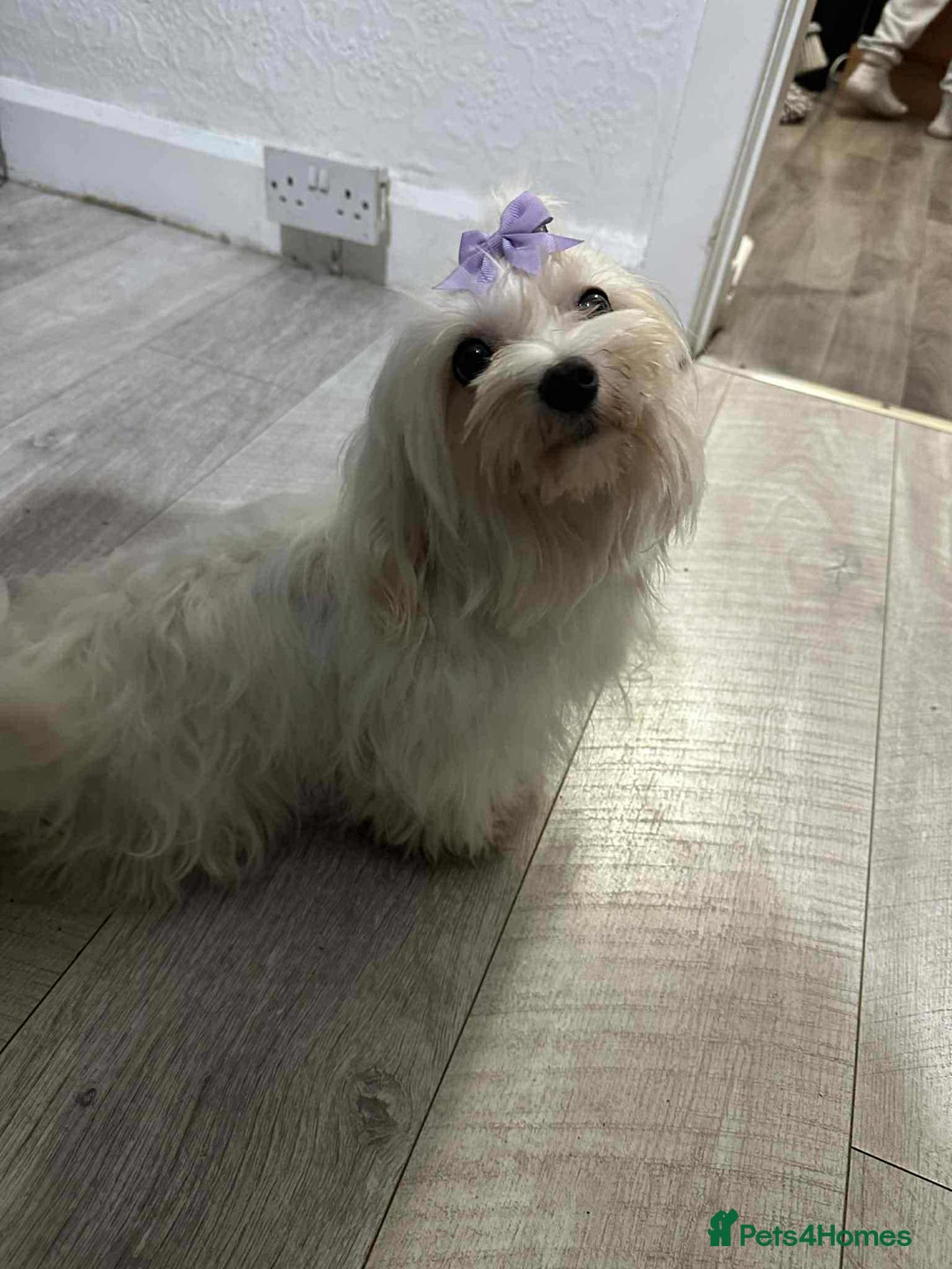 Maltese dogs for sale: Female Maltese  - Image 2