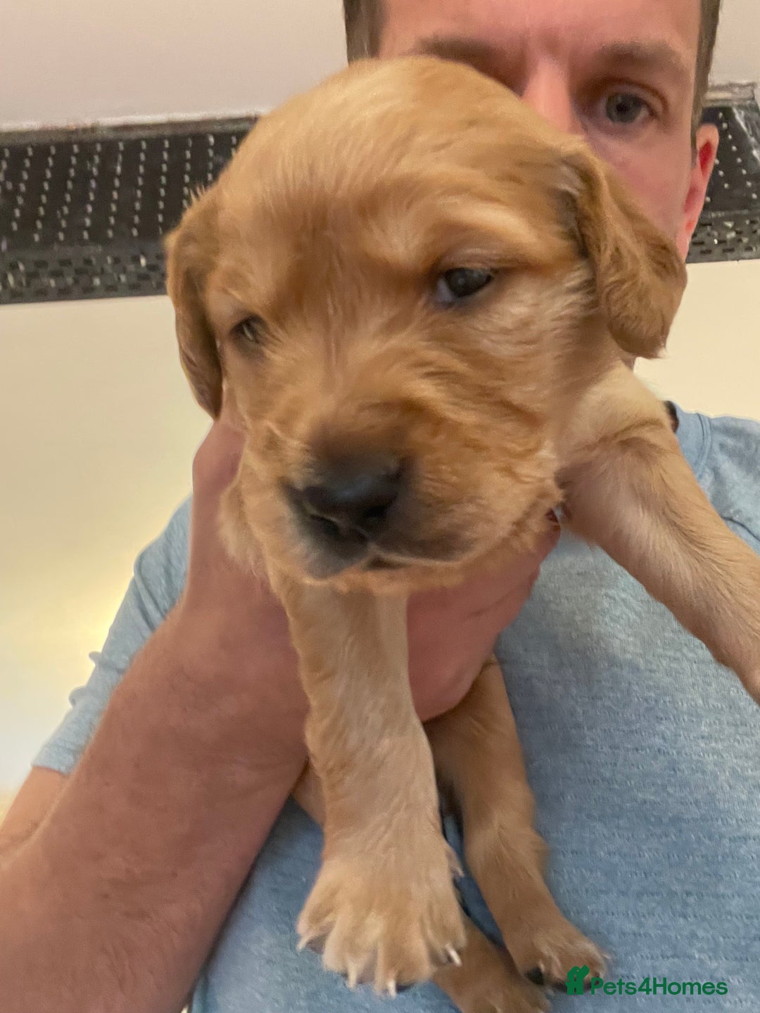 Golden Retriever dogs for sale: Working Golden Retriever Puppies  - Image 7