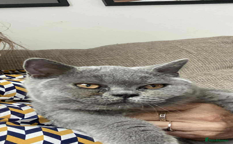 British Shorthair cats - Advert 7