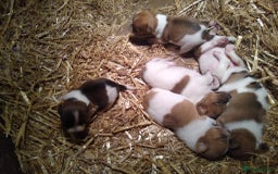 Mixed Breed dogs for sale: Adorable ‘Jackahuahua’ puppies - Image 2