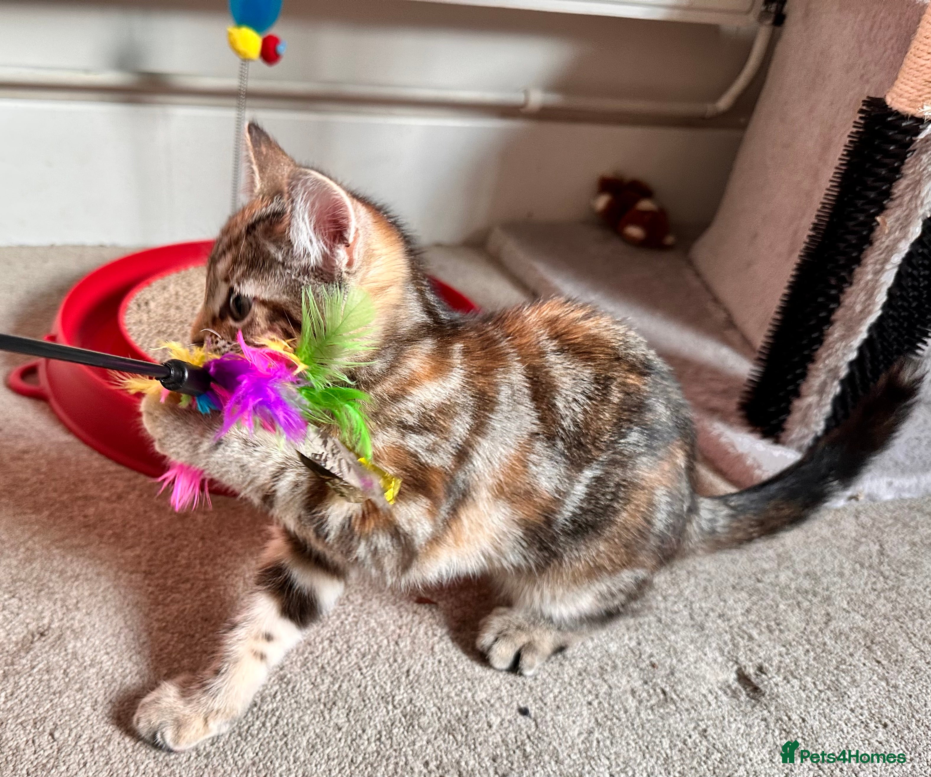 Mixed Breed cats Amiable mixed breed kittens - Advert 12