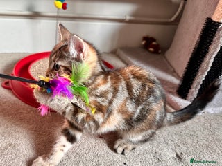 Mixed Breed cats Amiable mixed breed kittens - Advert 12