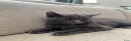 British Shorthair cats for sale: Bentley, Grey ‘blue’ British Shorthair  - Advert 6