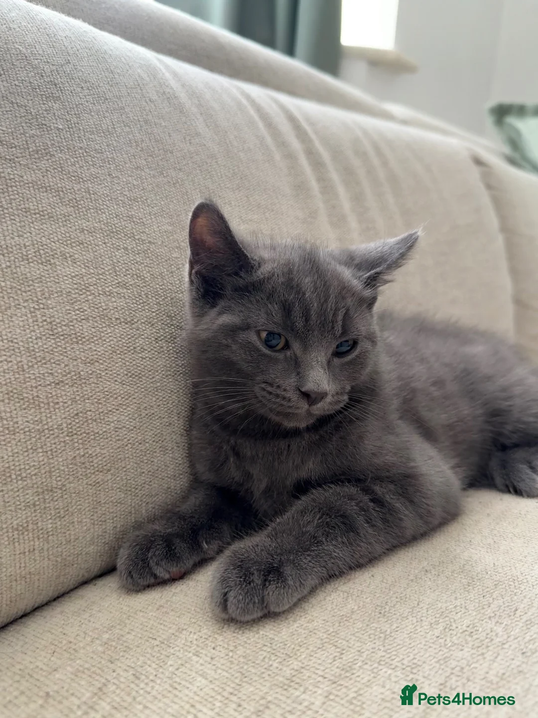 British Shorthair cats for sale: Bentley, Grey ‘blue’ British Shorthair  - Advert 6