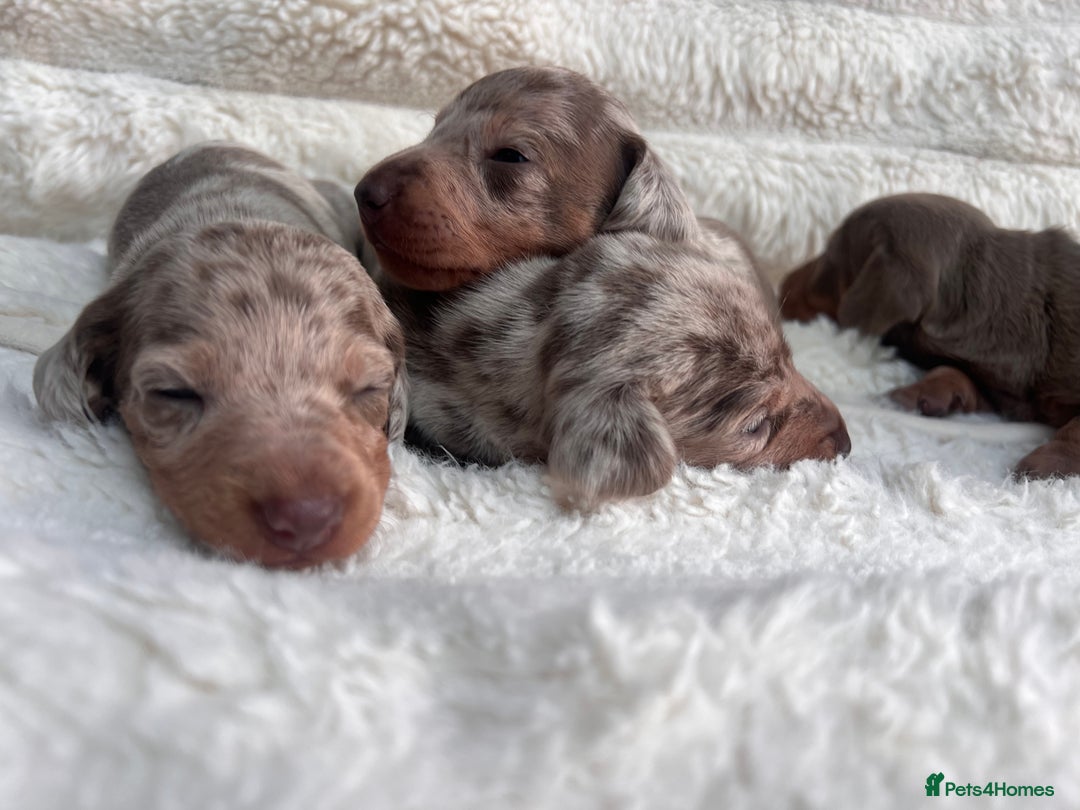 Miniature Dachshund dogs for sale: Miniature dachshunds  - Image 23