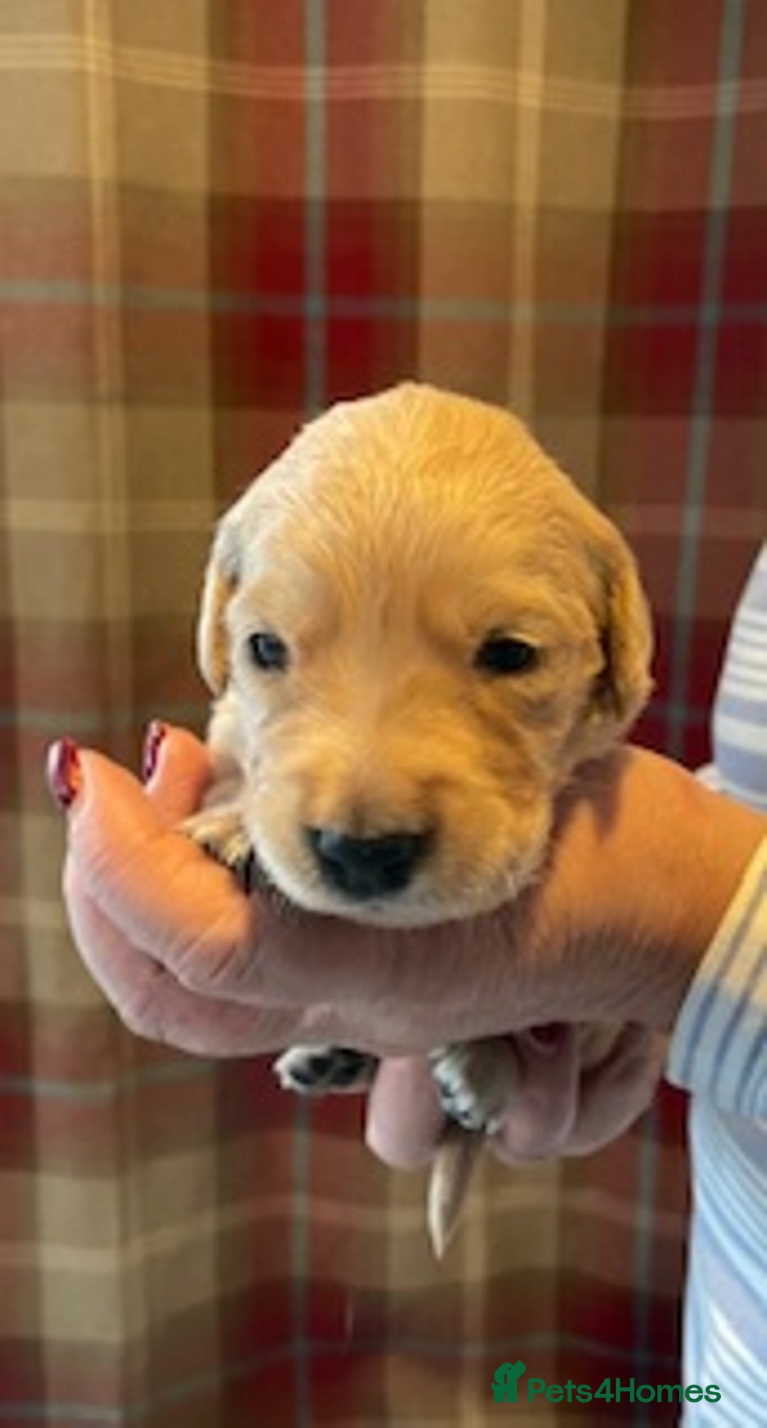 Golden Retriever dogs for sale: Beautiful Litter of Golden Retriever Puppies  - Advert 12