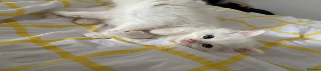 Mixed Breed Kitten 2