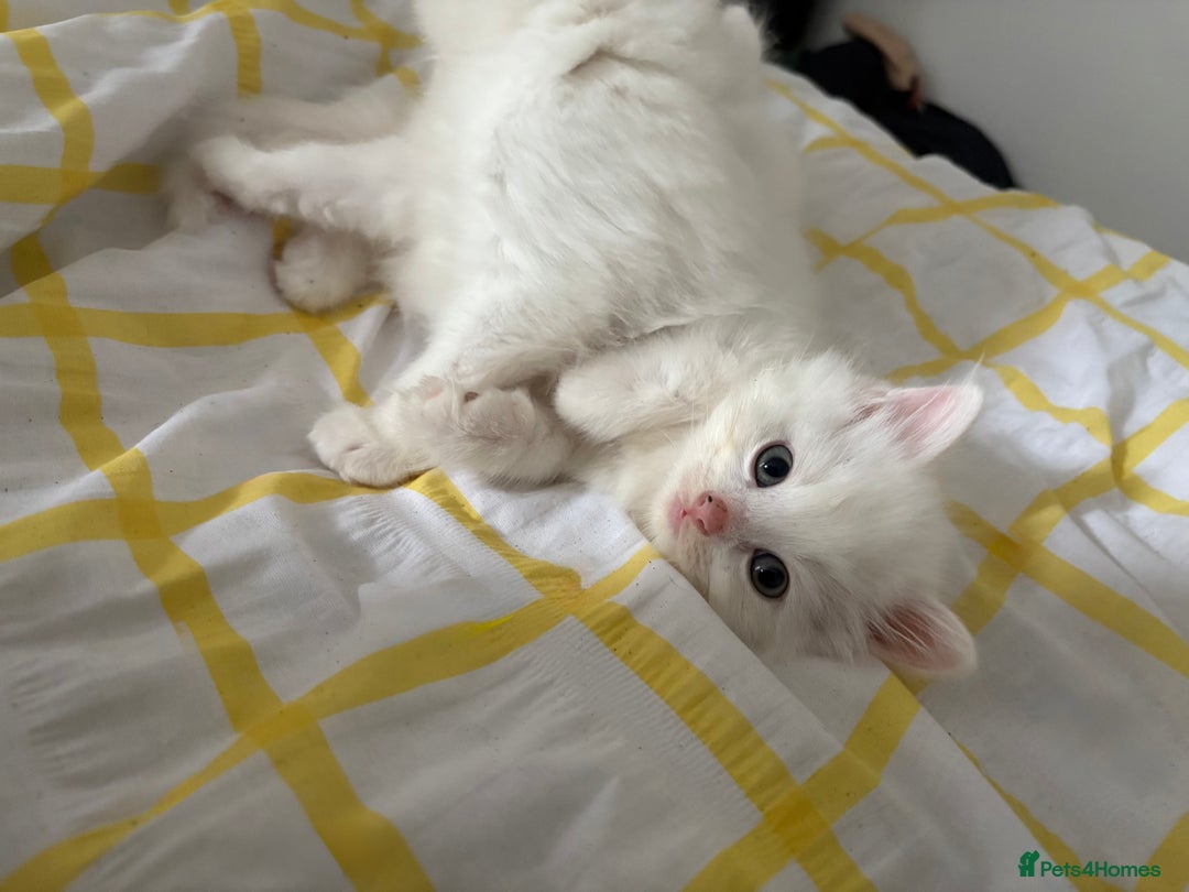 Mixed Breed cats for sale: White fluffy kittens for sale  - Image 1