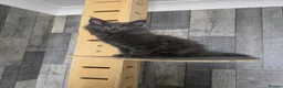 Maine Coon cats for sale: PURE MAINE COON - Advert 24