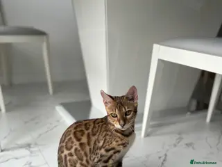 Bengal cats Beautiful Bengal kittens - Advert 4