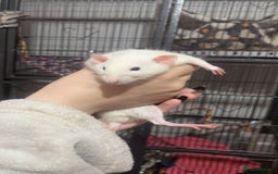 Rat rodents for sale: 4 rats and cage - Image 2