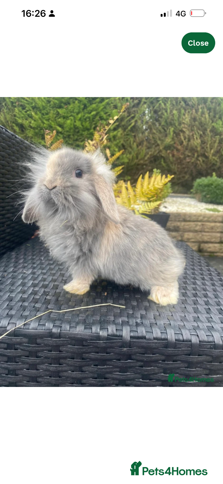 Mini Lop rabbits Adorable mini lops £85 - Advert 16