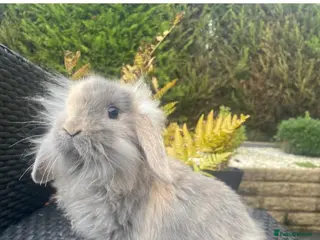 Mini Lop rabbits Adorable mini lops £85 - Advert 16